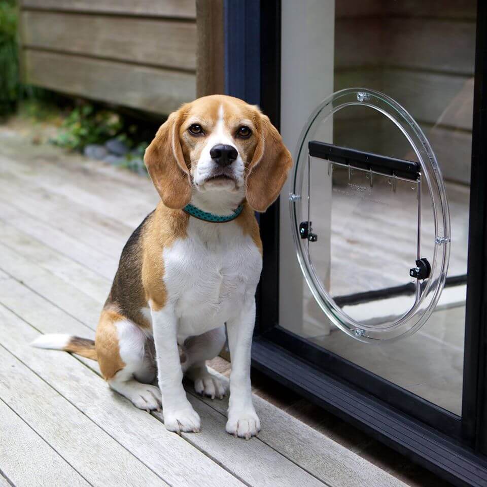 Beagle sitting next to a circle shaped pet door